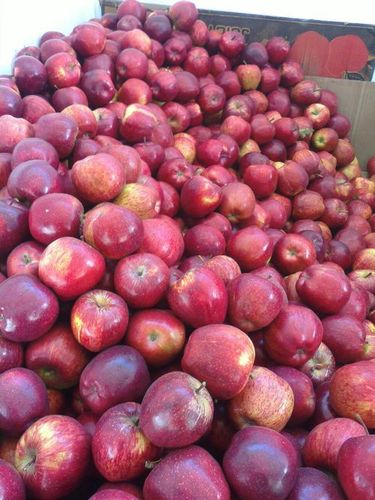 Apples Cold Storage Apples Cold Storage