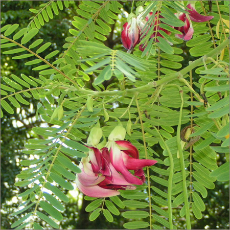 Sesbania Grandiflora Leaf Sesbania Grandiflora Leaf