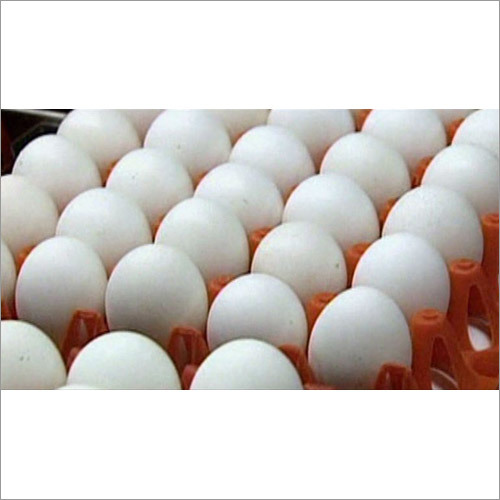 Fresh Egg Fresh Egg