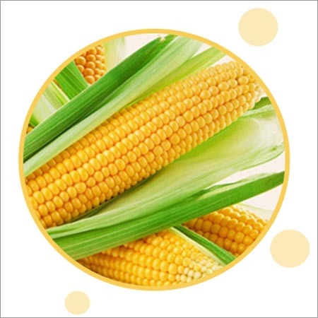 Yellow Corn Yellow Corn