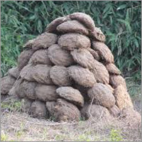 Cow Dung Cow Dung