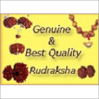 Rudraksha Rudraksha
