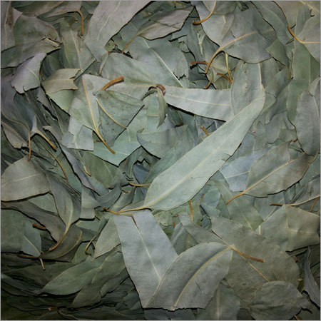 Eucalyptus Leaf Eucalyptus Leaf