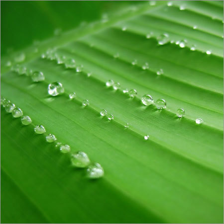 Banana Leaves Banana Leaves