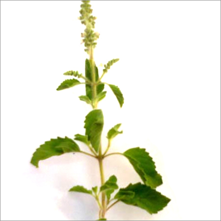 Ocimum Sanctum Leaves Ocimum Sanctum Leaves