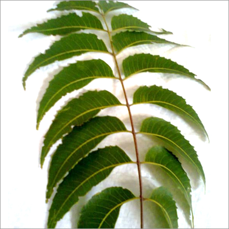 Neem Leaves Neem Leaves
