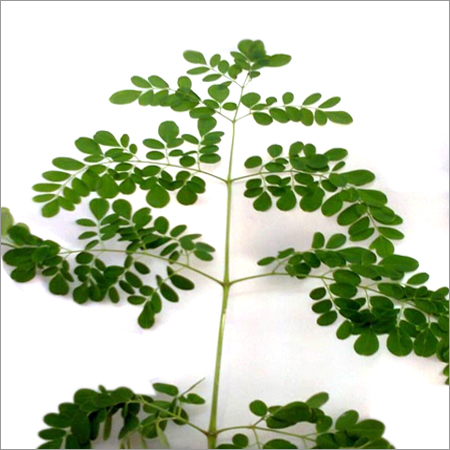 Moringa Leaves Moringa Leaves