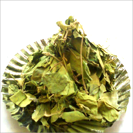 Gymnema Sylvestre Dried Leaves Gymnema Sylvestre Dried Leaves