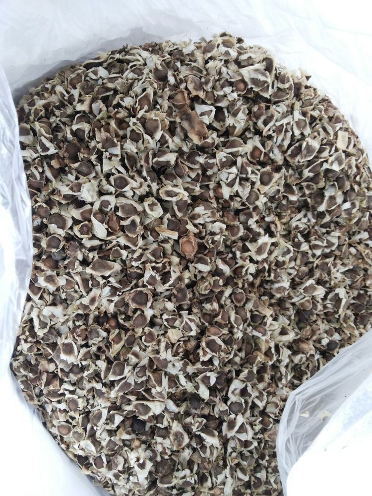 Moringa Seeds Moringa Seeds