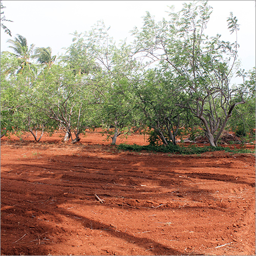 Ferme de Moringa Ferme de Moringa