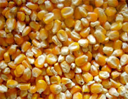 Yellow Corn Yellow Corn