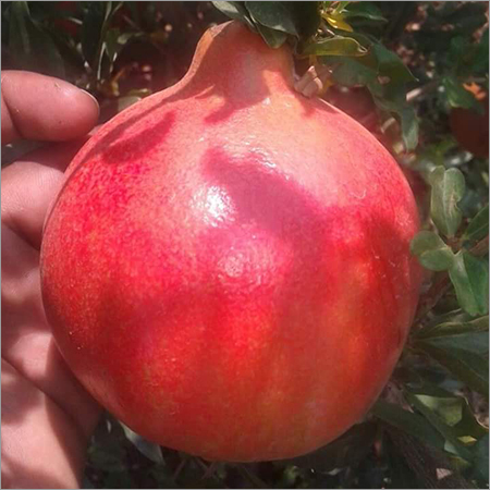 Fresh Pomegranates Fresh Pomegranates