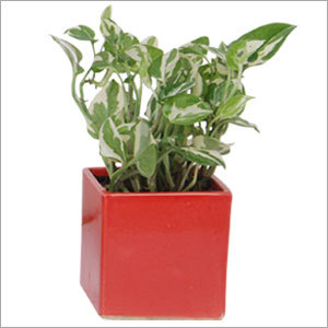 Small Square White Pothos Small Square White Pothos