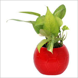 Indoor Money Plant Indoor Money Plant