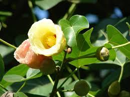 Thespesia populnea Thespesia populnea
