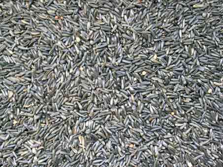 Niger Seed Niger Seed