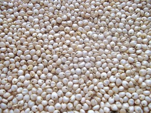 White Sorghum White Sorghum