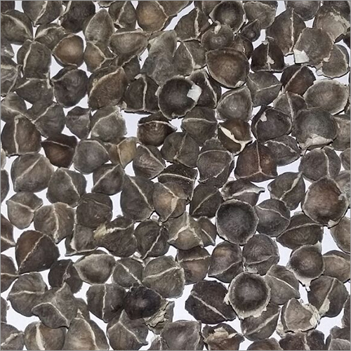Moringa Seeds Without Wings Moringa Seeds Without Wings