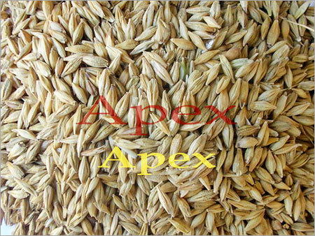 Barley Grains Barley Grains
