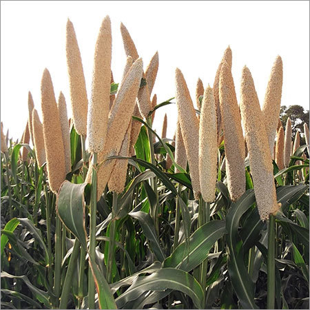 Bajra Seed Bajra Seed