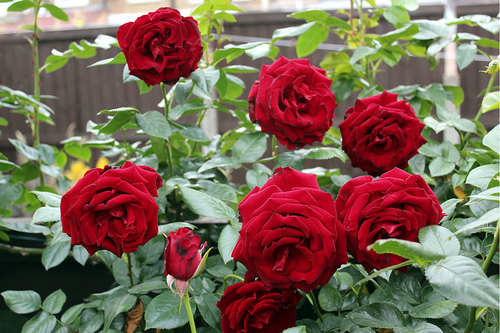 Rose Seeds Rose Seeds