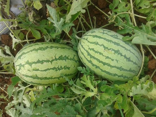 Watermelon Seeds Watermelon Seeds