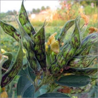 Arhar Pulse Seeds Arhar Pulse Seeds