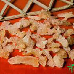 Gum Kondru Gum Kondru