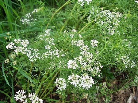 Coriander Seeds Coriander Seeds