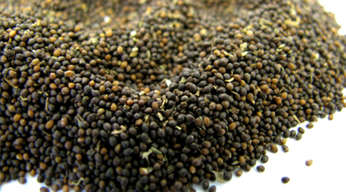 Holy Basil seeds Holy Basil seeds