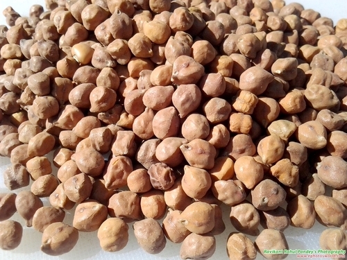 Bengal Gram seeds Bengal Gram seeds