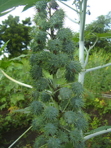 Castor Seeds Castor Seeds