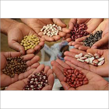 Organic Seeds Organic Seeds