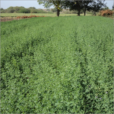 Lucerne Seeds Lucerne Seeds
