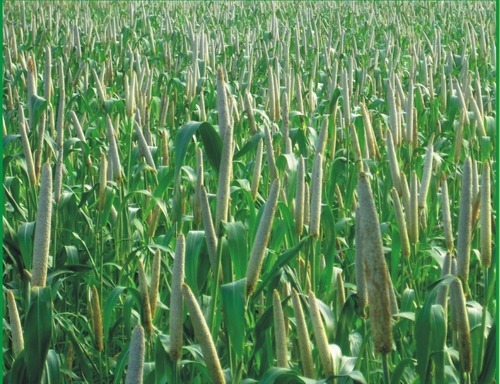 Bajra Seeds Bajra Seeds