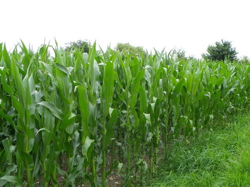 Maize Seeds Maize Seeds