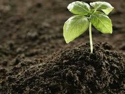 Natural Fertilizer Natural Fertilizer