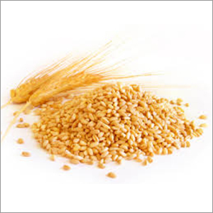 Indian Wheat Indian Wheat