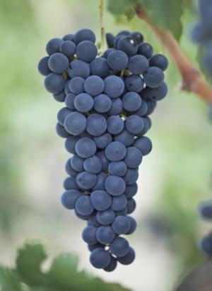 GULABHI (MUSCAT) SEEEDED GRAPES GULABHI (MUSCAT) SEEEDED GRAPES