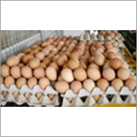 Brown Eggs Brown Eggs