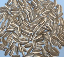 French Barley Seeds French Barley Seeds