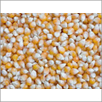 Bulk Yellow Maize Bulk Yellow Maize