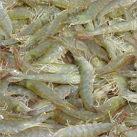 Vannamei Prawns Vannamei Prawns