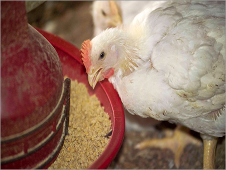 Organic Poultry Feed Organic Poultry Feed