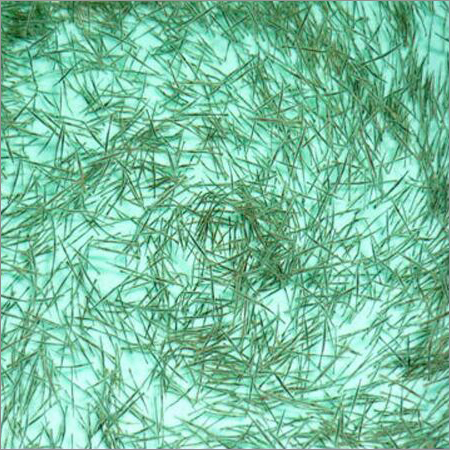 Tiger Prawn Seed Tiger Prawn Seed