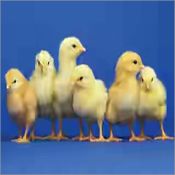 Poultry Farm Poultry Farm