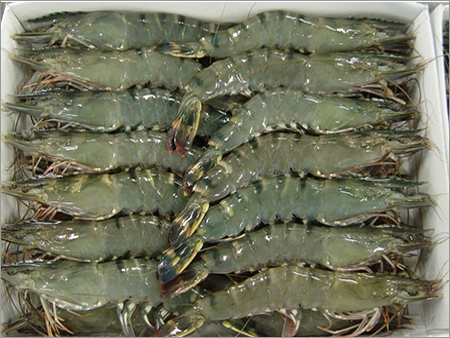 Black Tiger Prawns Black Tiger Prawns