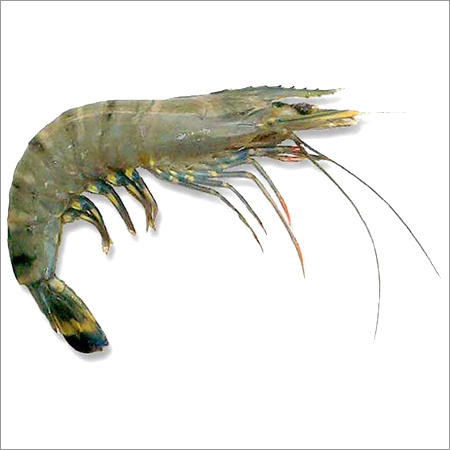 Brown Tiger Prawns Brown Tiger Prawns
