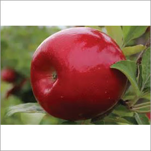 Red Royal Apple Red Royal Apple