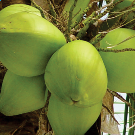 Raw Coconut Raw Coconut